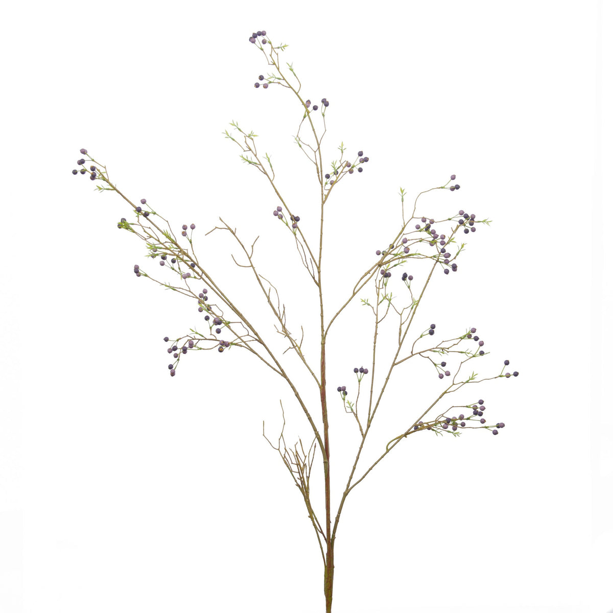 Rama Wild Rose - pino_y_jacaranda