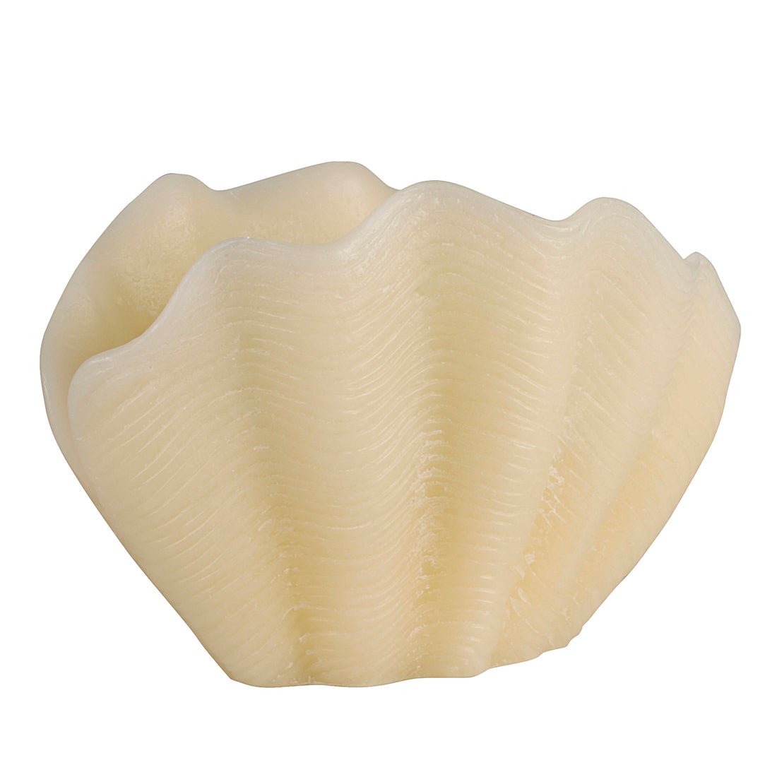Vela Concha Blanca - #pino_y_jacaranda#
