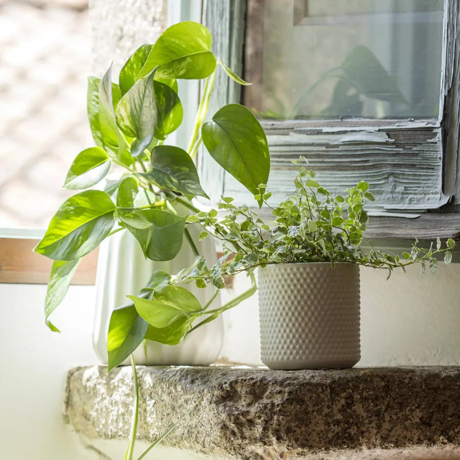 Plantas fáciles de cuidar que llenan tu hogar de vida y frescura