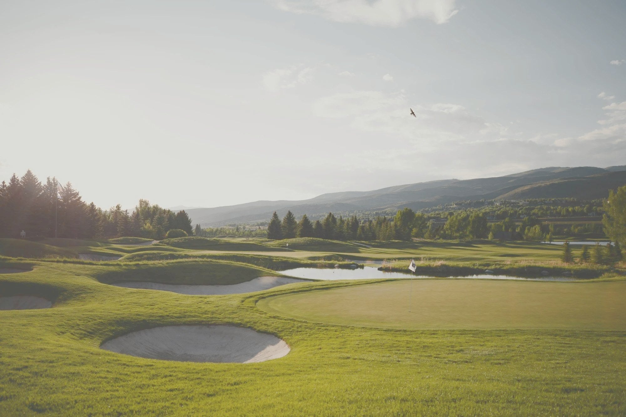 Motivos de Golf – Pino & Jacaranda