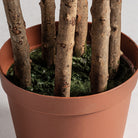 Árbol artificial de hoja fina Orxeta 205 cm