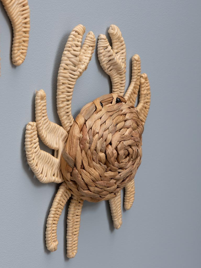 Cangrejo Ratán - #pino_y_jacaranda#