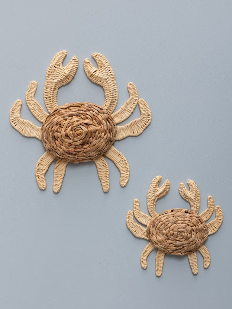 Cangrejo Ratán - #pino_y_jacaranda#