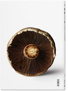The Gourmand's Mushroom. A Collection of Stories and Recipes – TASCHEN (27)