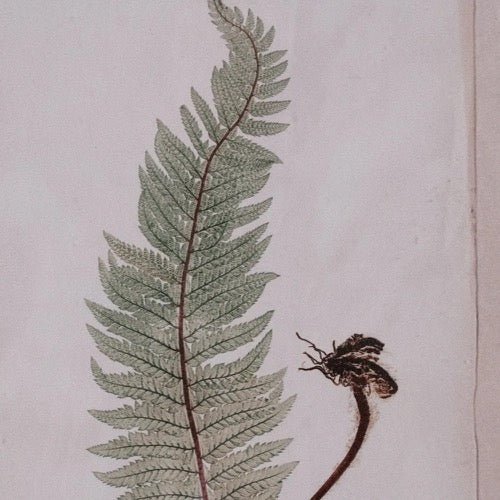 Cuadro Botanic - pino_y_jacaranda