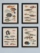 Cuadro Fauna Marina - #pino_y_jacaranda#