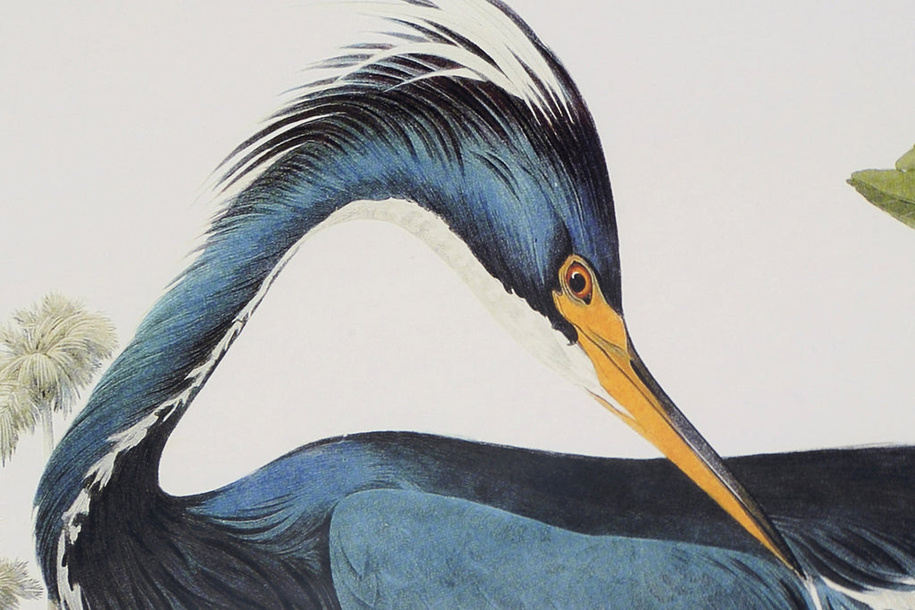 Cuadro Pájaro - #pino_y_jacaranda#