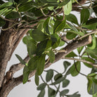 Ficus artificial Lapta