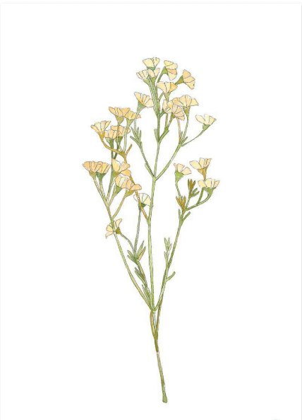 Lámina Flores Amarillas II - pino_y_jacaranda