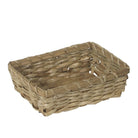 Panera Nobilis - #pino_y_jacaranda#