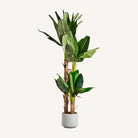 Planta artificial de hoja ancha Benimantell