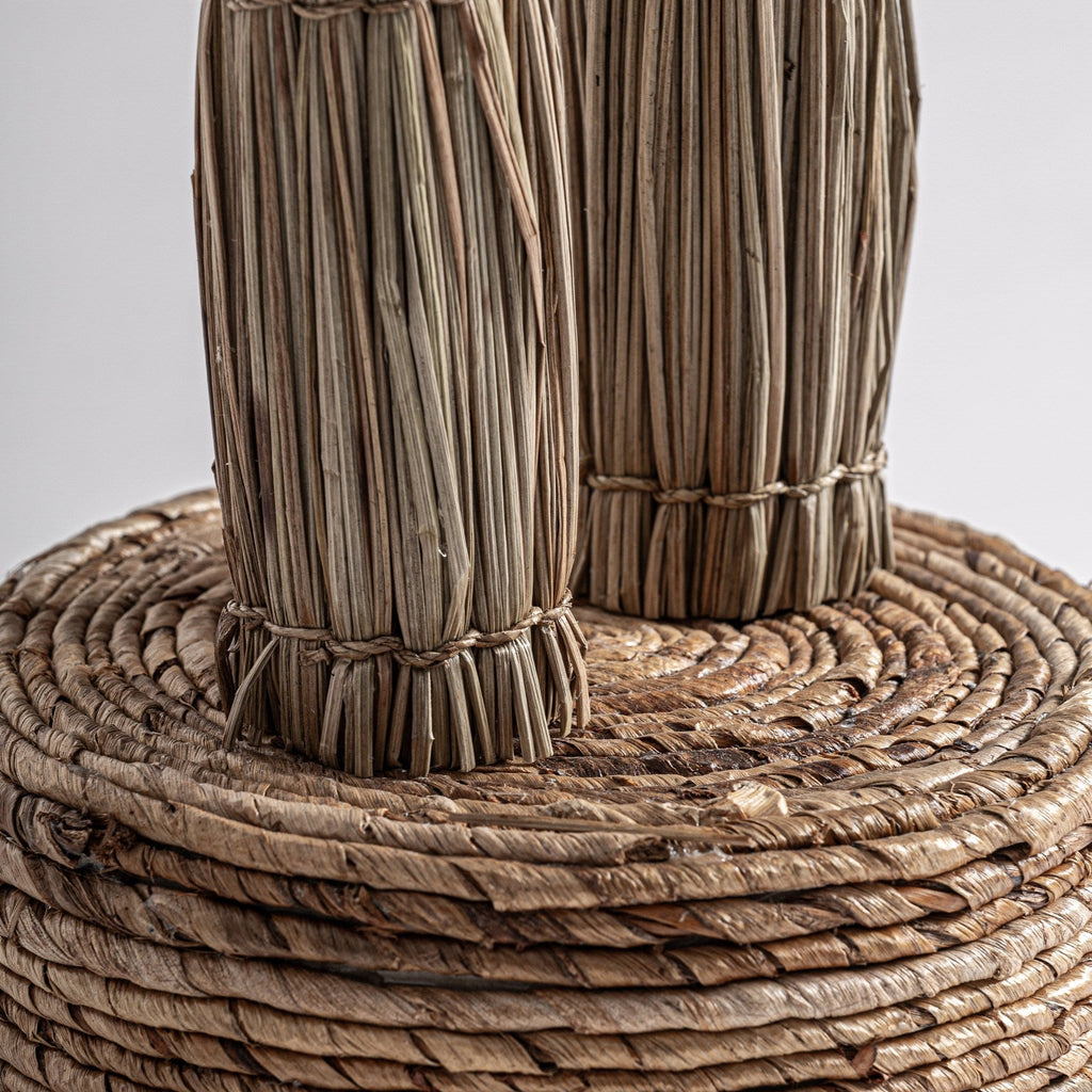 Planta Oasis - pino_y_jacaranda