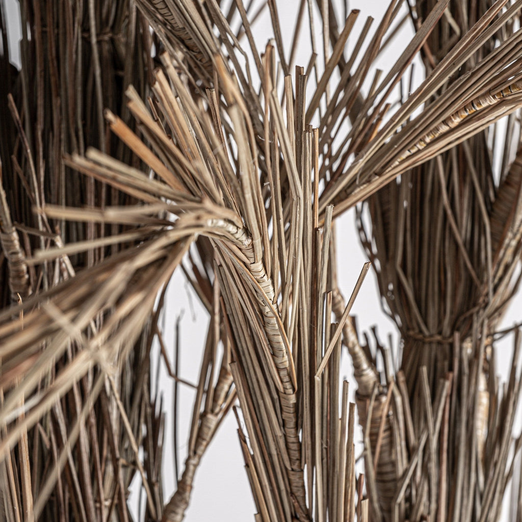 Planta Oasis - pino_y_jacaranda