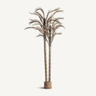 Planta Oasis - pino_y_jacaranda