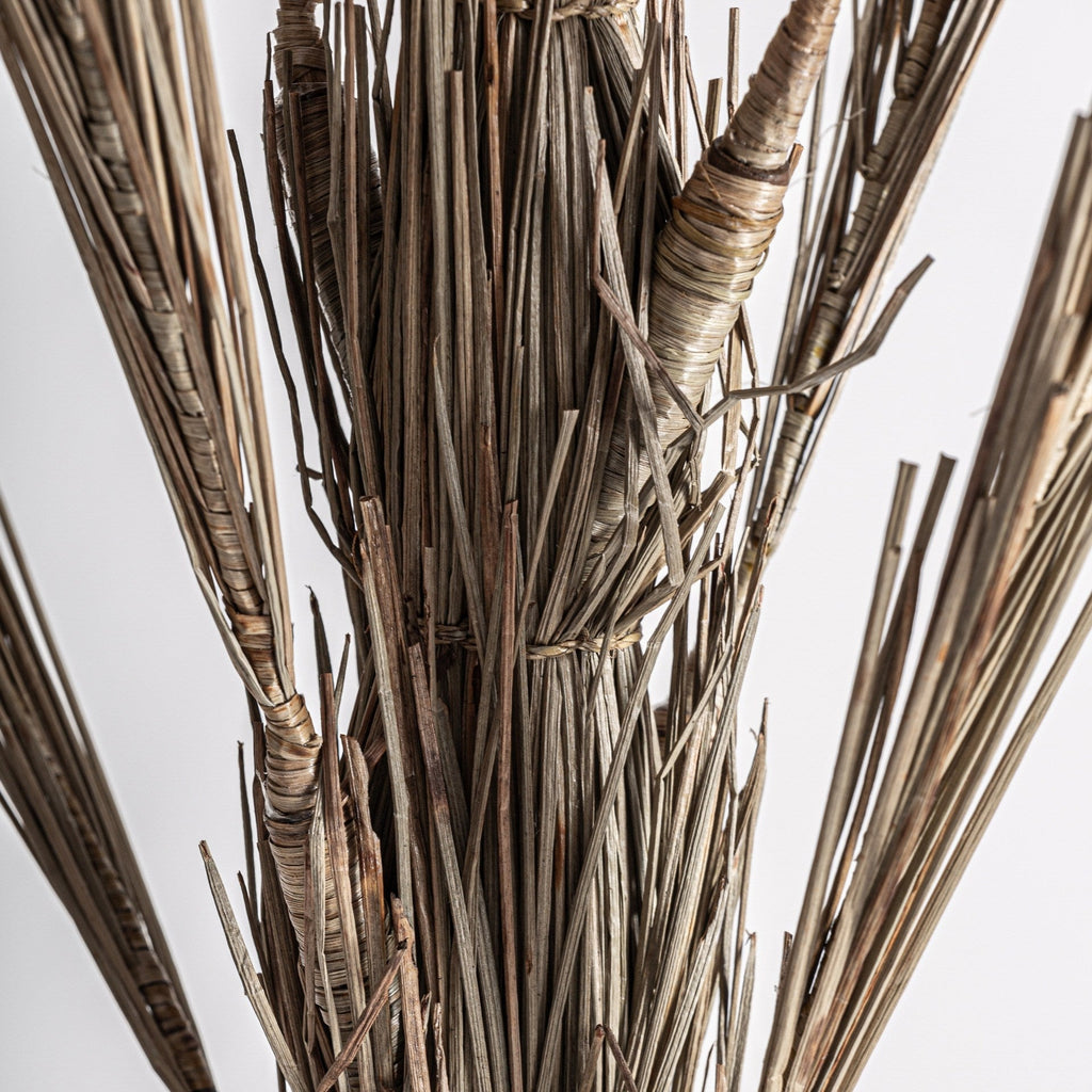 Planta Oasis - pino_y_jacaranda