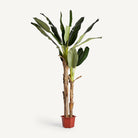 Planta tropical artificial Tárbena