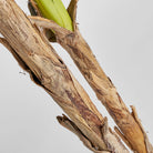 Planta tropical artificial Tárbena