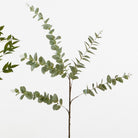 Rama de Eucalipto - #pino_y_jacaranda#