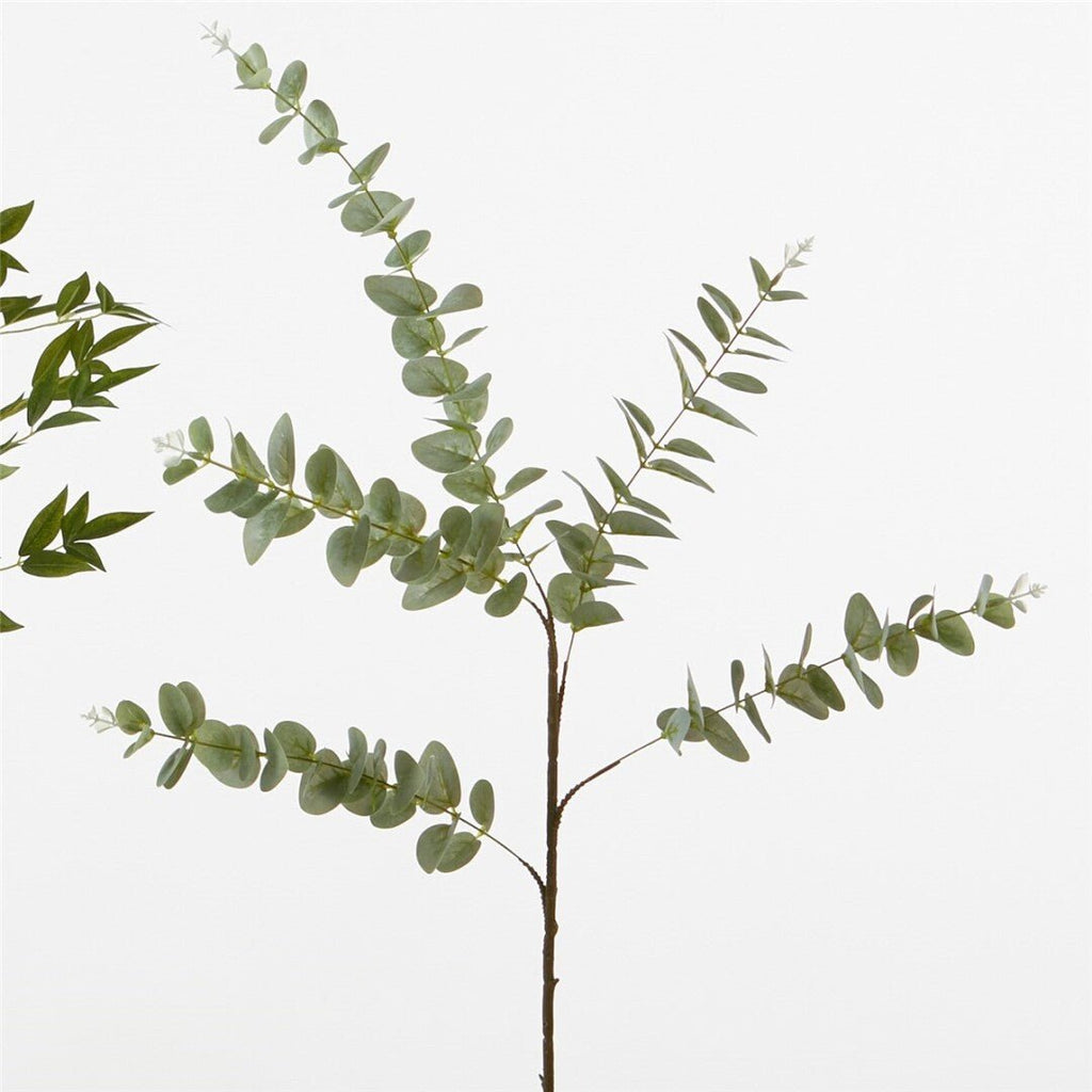 Rama de Eucalipto - #pino_y_jacaranda#