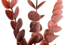 Rama de Eucalipto Rojo II - #pino_y_jacaranda#