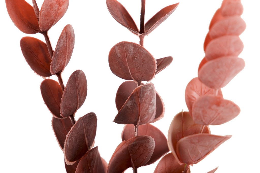 Rama de Eucalipto Rojo II - #pino_y_jacaranda#