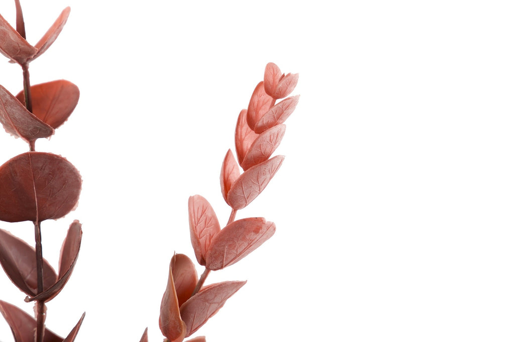 Rama de Eucalipto Rojo II - #pino_y_jacaranda#