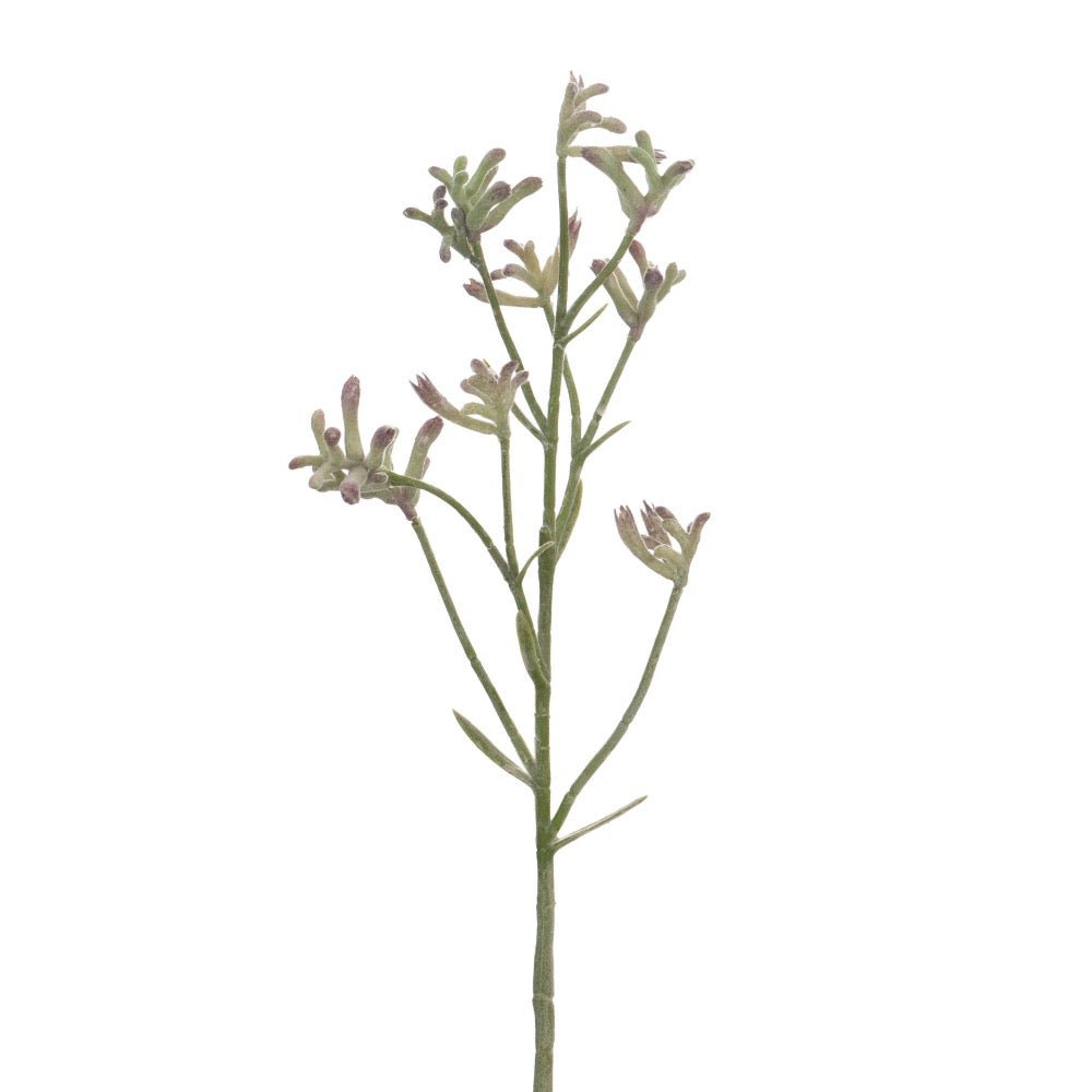 Rama Pata de Canguro - pino_y_jacaranda