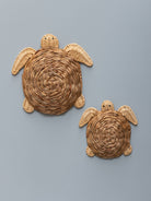 Tortuga Ratán - #pino_y_jacaranda#