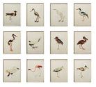 Cuadros Pájaros - #pino_y_jacaranda#