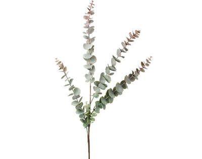Eucalipto Verde Oscuro - #pino_y_jacaranda#