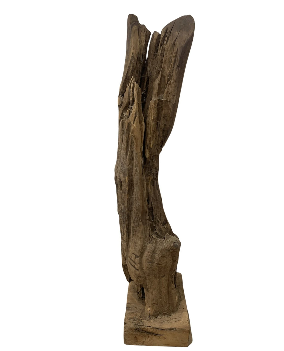 Raíz de Madera de Teca - #pino_y_jacaranda#