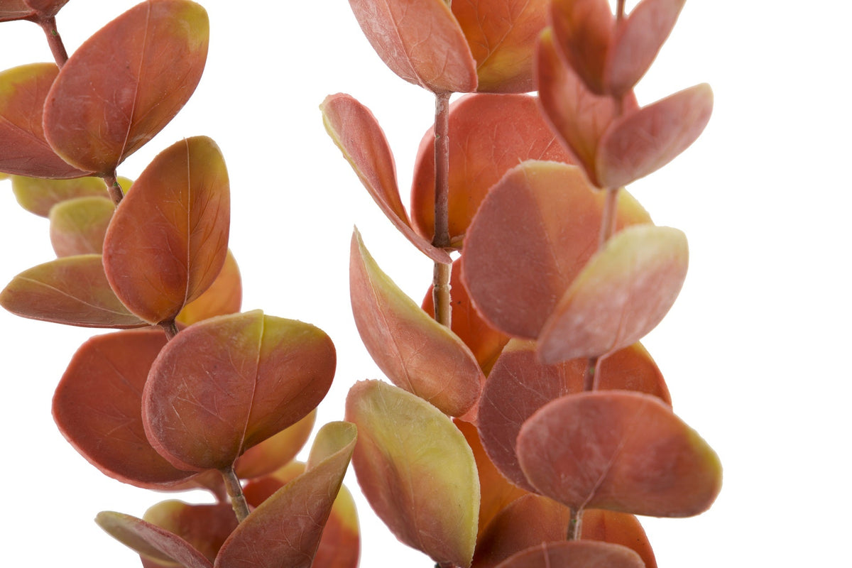 Rama de Eucalipto Bicolor - #pino_y_jacaranda#