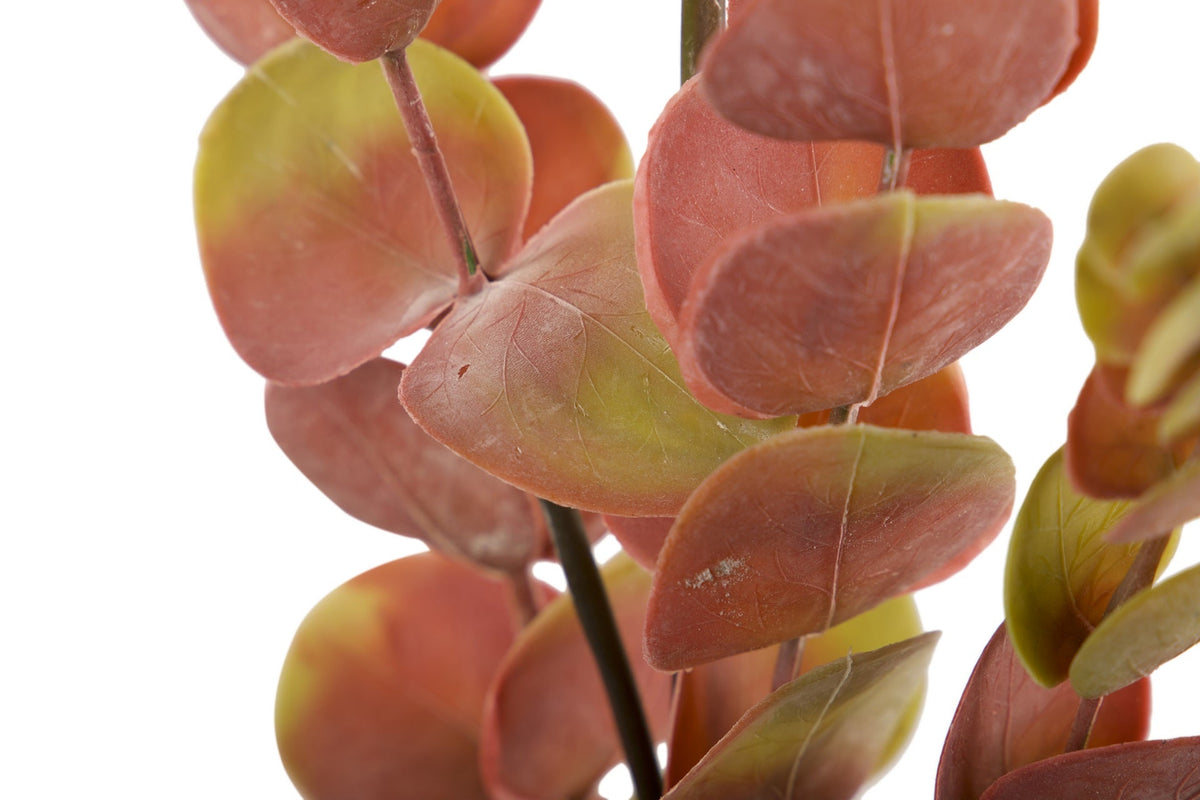 Rama de Eucalipto Bicolor - #pino_y_jacaranda#