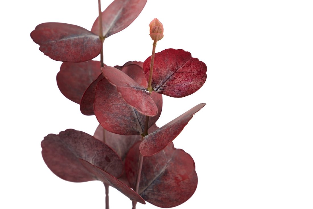 Rama de Eucalipto Rojo - #pino_y_jacaranda#