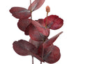 Rama de Eucalipto Rojo - #pino_y_jacaranda#
