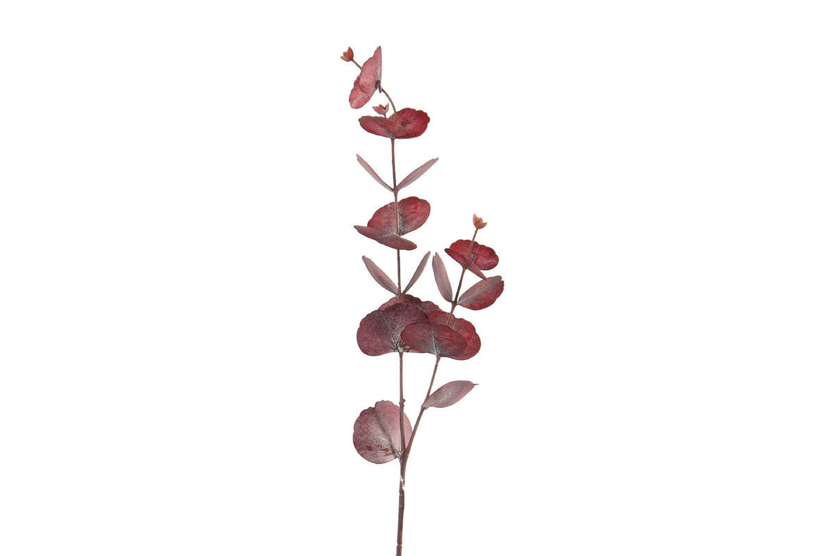 Rama de Eucalipto Rojo - #pino_y_jacaranda#