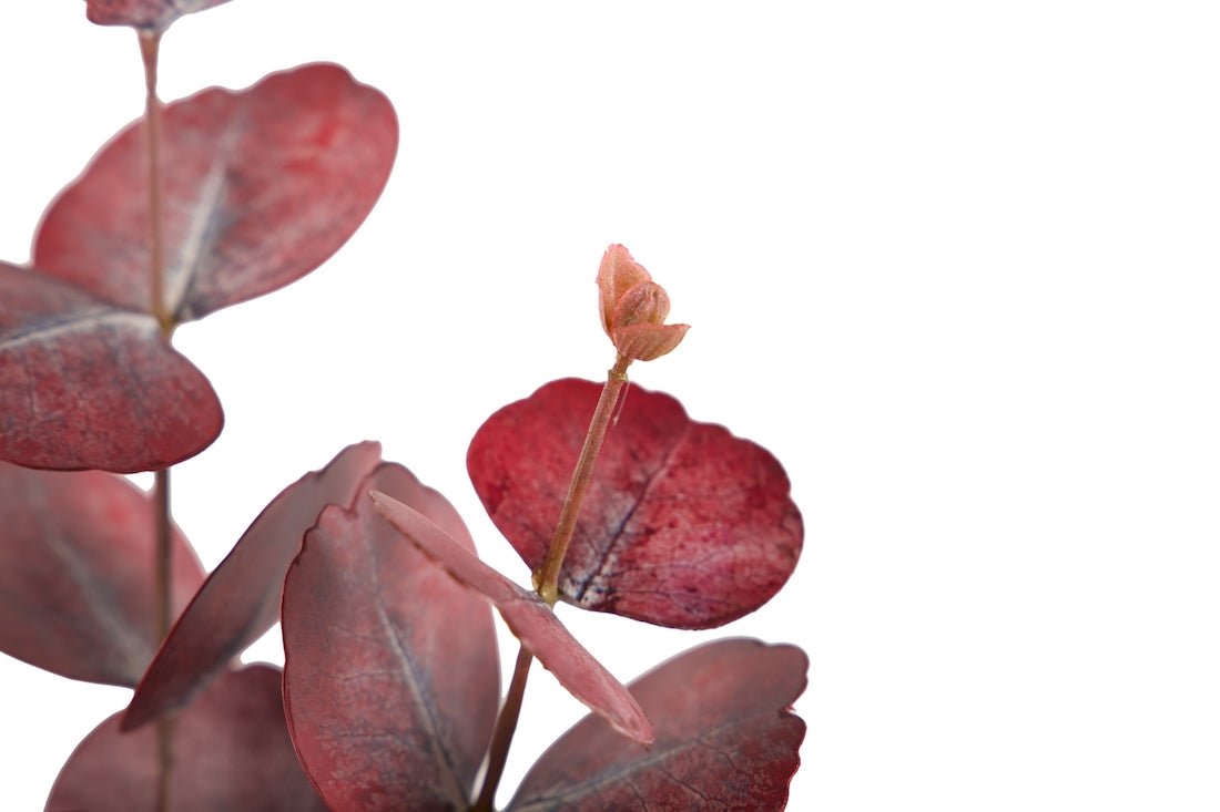 Rama de Eucalipto Rojo - #pino_y_jacaranda#